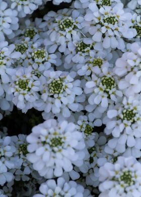 flower in the garden