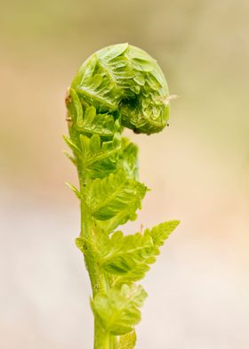 Fern frond in garden