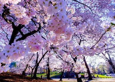 Floral landscape