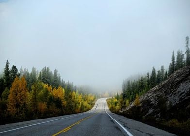 tree green yellow road