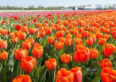 Tulips Flowers            