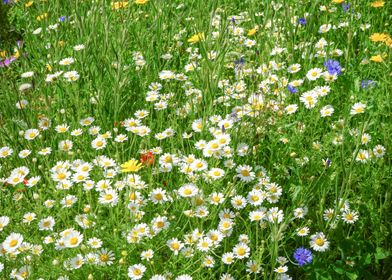 Daisy Flower              