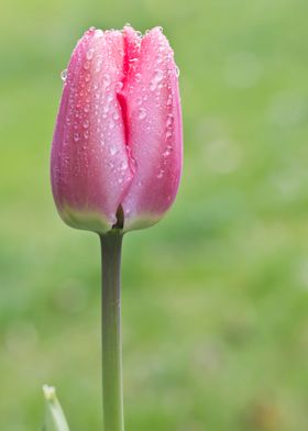 Pink tulip with rain drops