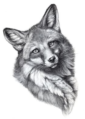 fox portrait G21 006