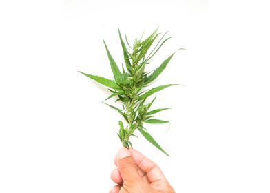 hand hold cannabis branch