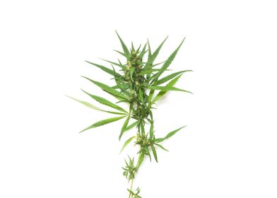 cannabis branch on white