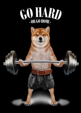 Shiba Dog Weightlifting