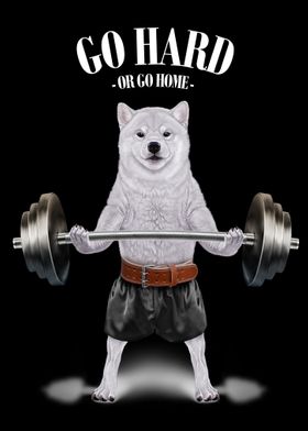 Shiba Dog Weightlifting