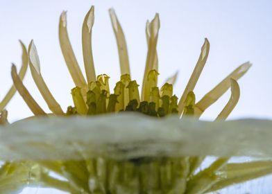 Yellow chrysanthemum 1