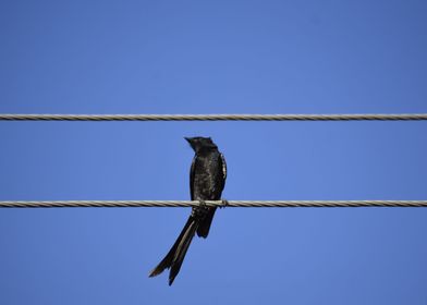 A Black bird