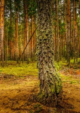 Trees on the woods