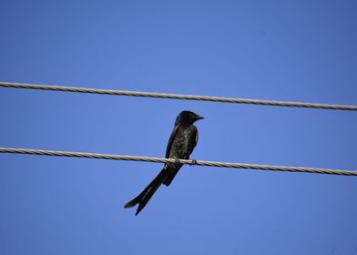 A Black bird