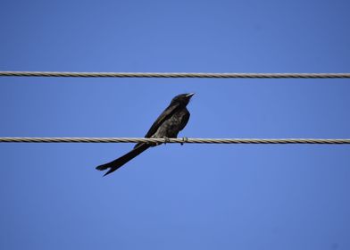 A Black bird on wire again