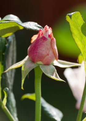 roses in bloom in the gard