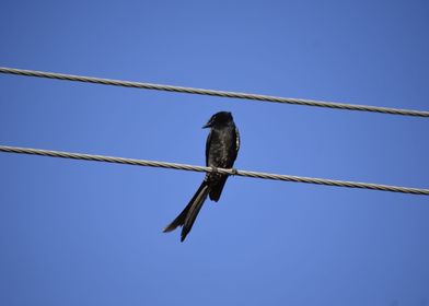 A Black bird