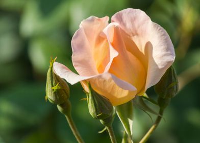 roses in bloom in the gard