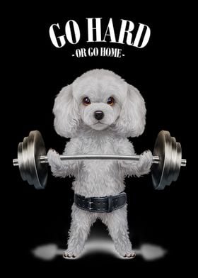 Poodle Dog Weightlifting