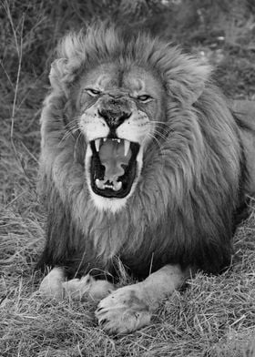 Lionking jawning 2186 bw