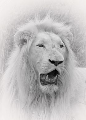 White Lion Male A 2761