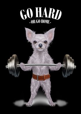 Chihuahua Weightlifting