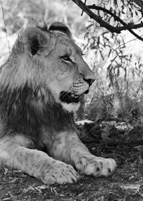 Young Lion male portrait  