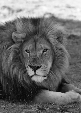Lionking in Africa 2130 bw