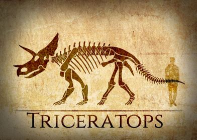 Triceratops Skeleton