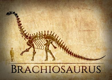 Brachiosaurus Skeleton