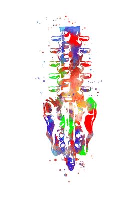 Sacrum and Lumbar Spine