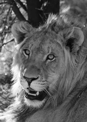 Young Lion male 2215 bw