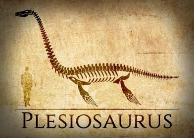 Plesiosaurus Skeleton