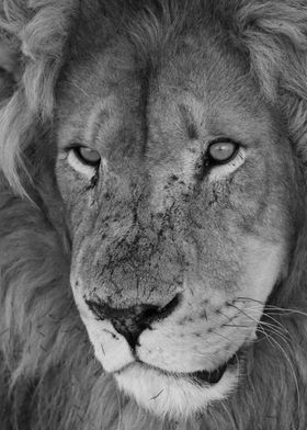 Lion Male closeup 2158 bw