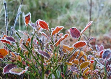 Frozen blueberry bush