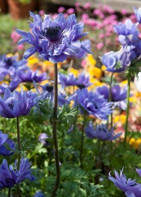 anemone coronaria flower