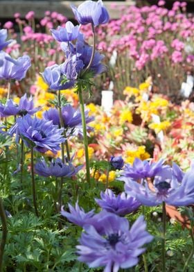 anemone coronaria flower