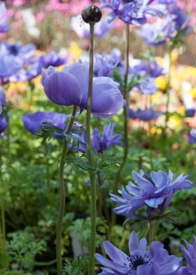 anemone coronaria flower