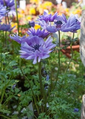 anemone coronaria flower