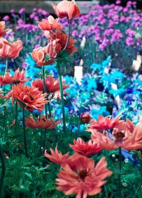 anemone coronaria flower