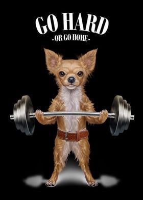 Chihuahua Weightlifting