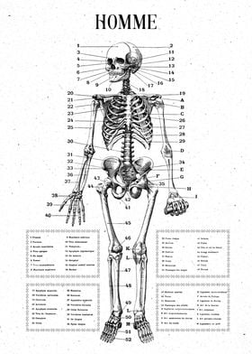 medicine anatomy