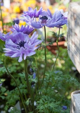 anemone coronaria flower