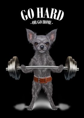 Chihuahua Weightlifting