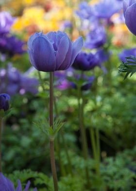 anemone coronaria flower