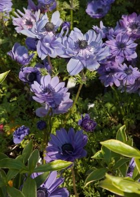 anemone coronaria flower