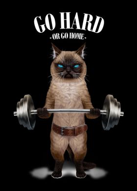 Siamese Cat Weightlifting