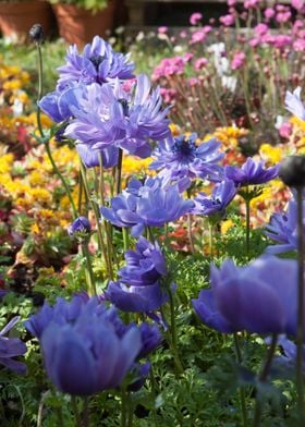 anemone coronaria flower