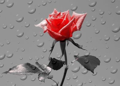 Rose Drops red ck 4388