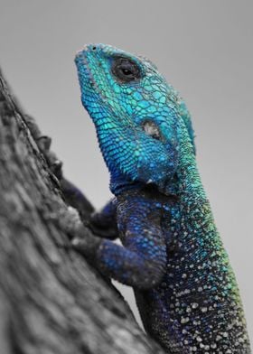 Blue Head Lizard CK 2360
