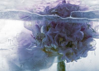 Armeria in ice 1