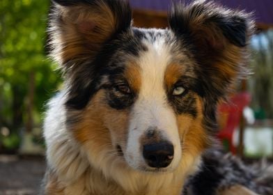 Border collie